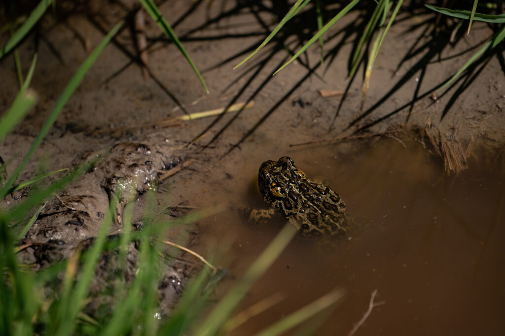 A Dixie Valley toad around the hot spring–fed wetland in the Dixie Valley in Fallon, Nevada. Credit: Salwan Georges/The Washington Post via Getty Images